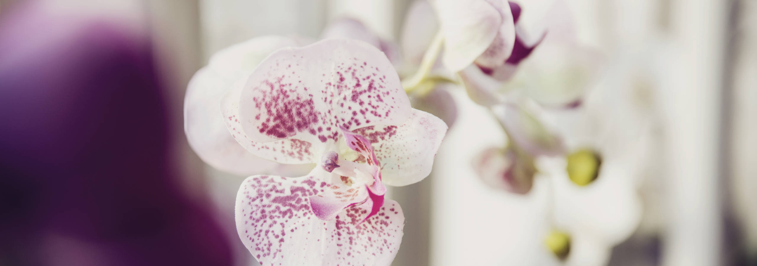 Lungenfacharzt in München  Blumen